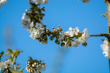 Bahar çiçekleri meyve bahçesinde, meyve bölgesi Haspengouw, Sint-Truiden, Belçika, doğa manzarası