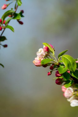 Bahar Pembe Çiçekleri meyve bahçesinde, Meyve Bölgesi Belçika 'da Haspengouw, yakın, mavi gökyüzü