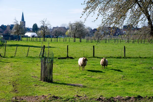 Animal collection, young and old sheeps grazing on green meadows on Haspengouw, Belgium in spring