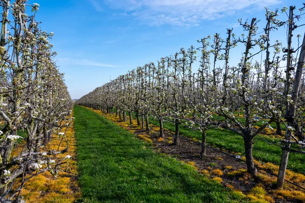 stock image Spring white blossom of pear fruit trees in orchard, Sint-Truiden, Haspengouw, Belgium in april