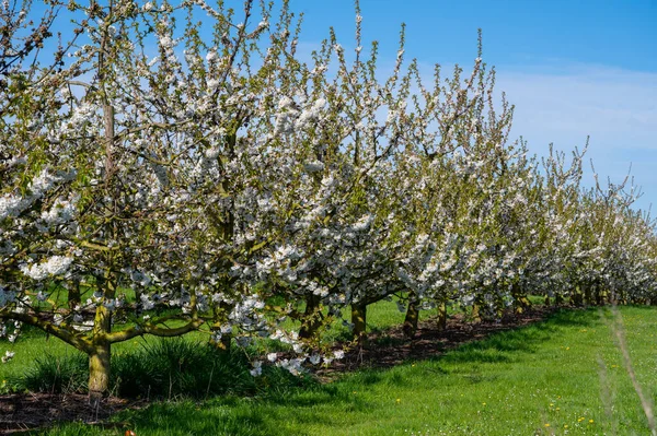 Flor Primaveral Cerezos Huerto Región Frutal Haspengouw Sint Truiden Bélgica — Foto de Stock