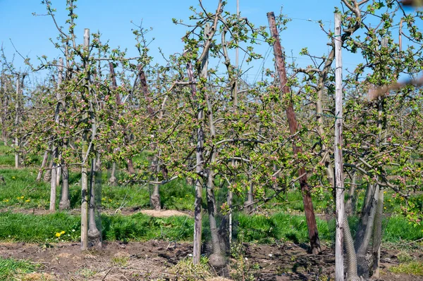 Vårrosa Blomma Äppelträd Fruktträdgård Fruktregion Haspengouw Belgien Närbild Blå Himmel — Stockfoto