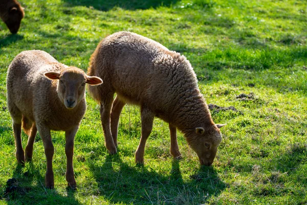 Колекція Тварин Молоді Старі Вівці Пасуться Зелених Луках Хаспенго Бельгія — стокове фото