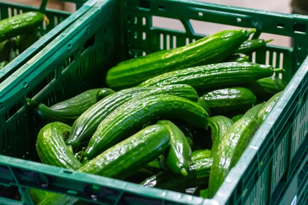 荷兰温室蔬菜新鲜收获蔬菜的处理和包装 荷兰农业 — 图库照片