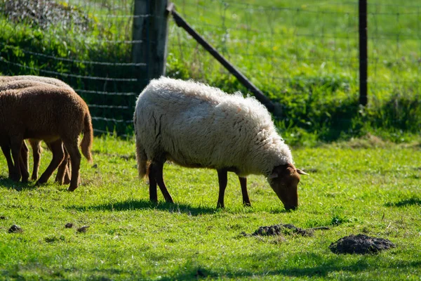 Coleção Animais Ovelhas Jovens Velhas Pastando Prados Verdes Haspengouw Bélgica — Fotografia de Stock