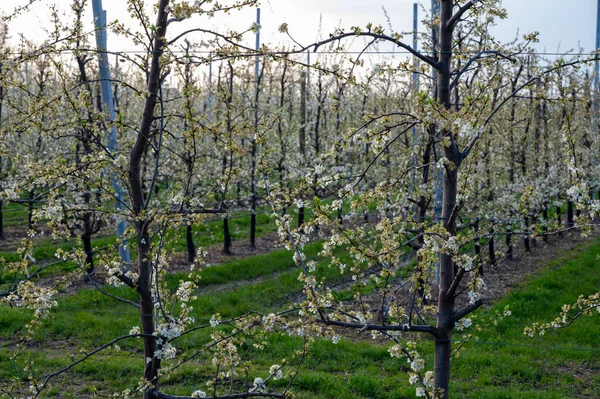 Spring white blossom of sweet plum fruit trees in orchard, Sint-Truiden, Haspengouw, Belgium in april
