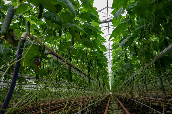 Genç Yeşil Salatalık Sebzeleri Yeşil Evdeki Salatalık Bitkilerine Asılıyor Hollanda — Stok fotoğraf