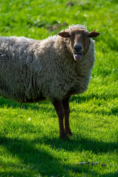 Animal Collection Young Old Sheeps Grazing Green Meadows Haspengouw Belgium — Stock Photo, Image