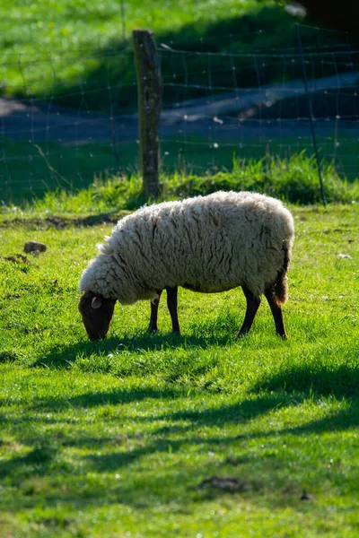 Коллекция Животных Молодые Старые Овцы Пасутся Зеленых Лугах Хаспенгу Бельгия — стоковое фото