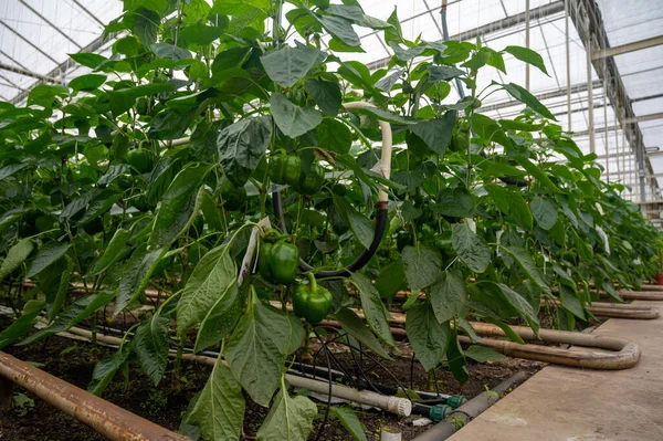 Große Reife Süße Paprika Grüne Paprikapflanzen Die Glasgewächshaus Wachsen Biolandbau — Stockfoto