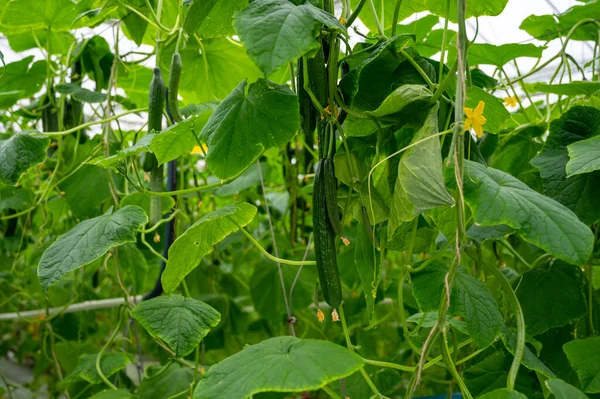 Νεαρά Πράσινα Αγγούρια Λαχανικά Που Κρέμονται Στις Λιάνες Των Φυτών — Φωτογραφία Αρχείου