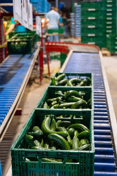 Handling and packaging of fresh harvested green cucumbers vegetables in Dutch greenhouse, agriculture in the Netherlands