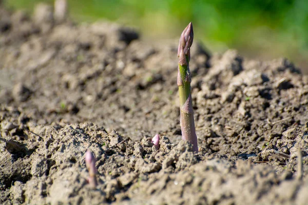Brotes Espárragos Verdes Que Crecen Campos Cultivo Biológico Limburgo Abril —  Fotos de Stock