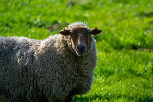 Animal collection, young and old sheeps grazing on green meadows on Haspengouw, Belgium in spring