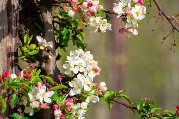 Frühling Rosa Blüte Von Apfelbäumen Obstgarten Obstregion Hespengau Belgien Nahaufnahme — Stockfoto