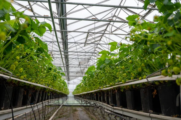 温室での春の季節 オランダの有機イチゴ農場で最初に熟していない緑のイチゴ — ストック写真