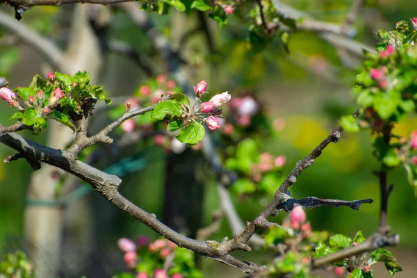 Primavera Fiore Rosa Meli Nel Frutteto Regione Frutta Haspengouw Belgio — Foto Stock