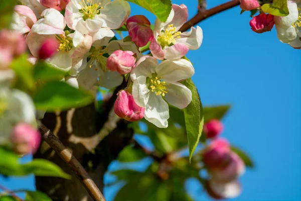 果樹園 果物地域のリンゴの木の春のピンクの花ベルギーのHaspengouw 閉じる 青い空 — ストック写真
