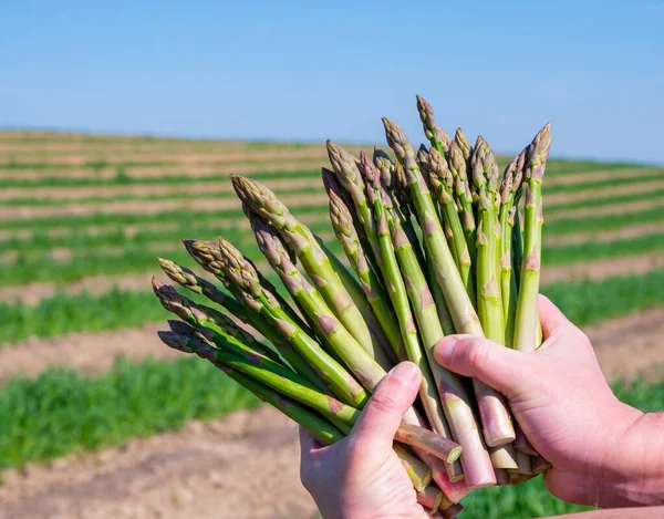 Worker Hands Bunch Green Asparagus Sprouts Growing Bio Farm Field — Stock Photo, Image
