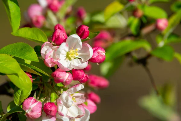 stock image Spring pink blossom of apple trees in orchard, fruit region Haspengouw in Belgium, close up, blue sky