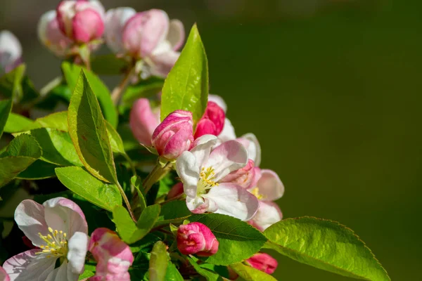 果樹園 果物地域のリンゴの木の春のピンクの花ベルギーのHaspengouw 閉じる 青い空 — ストック写真