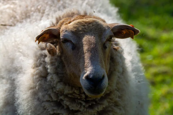 Tiersammlung Junge Und Alte Schafe Weiden Frühling Auf Grünen Wiesen — Stockfoto