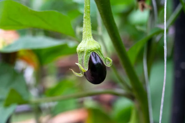 荷兰的有机温室农场 有一排茄子植物 有成熟的紫菜和紫色花朵 荷兰的农业 — 图库照片