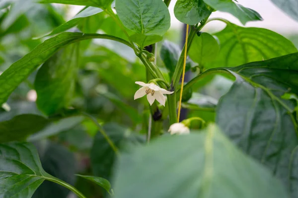 Grandes Pimientos Dulces Maduros Plantas Pimentón Verde Que Crecen Invernadero — Foto de Stock
