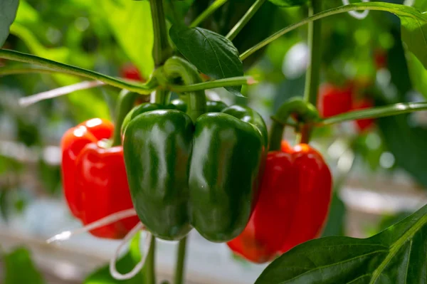 stock image Big ripe sweet bell peppers, red paprika plants growing in glass greenhouse, bio farming in the Netherlands