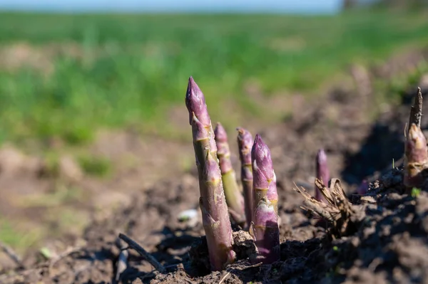比利时林堡生物农场生长的绿色芦笋芽 — 图库照片