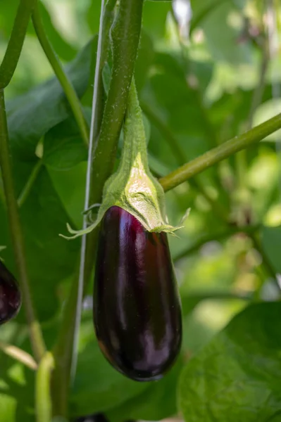 Holland Biogazdaság Érett Lila Zöldségekkel Lila Virágokkal Rendelkező Padlizsánnövénysorokkal Mezőgazdaság — Stock Fotó