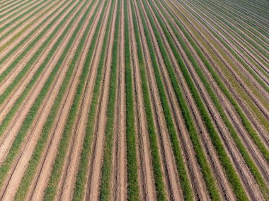 Yeşil kuşkonmaz sebzeleri ve Avrupa 'daki organik kuşkonmaz çiftliği ile foeld üzerine Aeriel görünümü