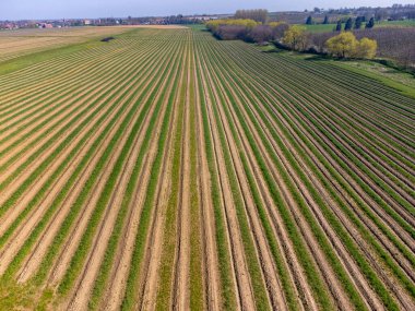 Yeşil kuşkonmaz sebzeleri ve Avrupa 'daki organik kuşkonmaz çiftliği ile foeld üzerine Aeriel görünümü