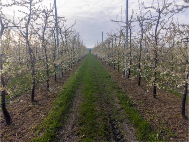 Bahar çiçeklerinin yukarıdan görünüşü meyve bahçesindeki erik ağaçları, Avrupa tarımında