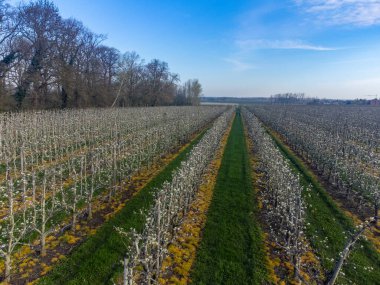 Bahar çiçeklerinin yukarıdan görünüşü meyve bahçesindeki armut ağaçları, Avrupa tarımında
