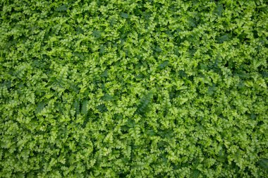 Westland, Kuzey Hollanda, Hollanda 'daki cam evde farklı eğreltiotu yetiştirilmiş. Flora endüstrisi,