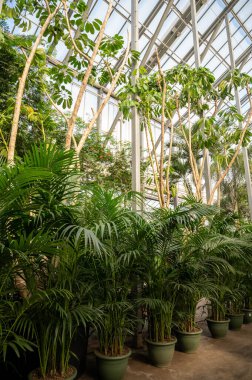 Farklı yeşil tropikal ve egzotik iç palmiyelerin ve Hollanda 'nın kuzeyindeki Westland kentindeki Glasshouse' da bitkilerin yetiştirilmesi. Flora endüstrisi.