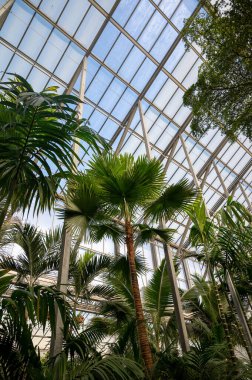 Farklı yeşil tropikal ve egzotik iç palmiyelerin ve Hollanda 'nın kuzeyindeki Westland kentindeki Glasshouse' da bitkilerin yetiştirilmesi. Flora endüstrisi.