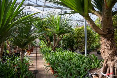 Farklı yeşil tropikal ve egzotik iç palmiyelerin ve Hollanda 'nın kuzeyindeki Westland kentindeki Glasshouse' da bitkilerin yetiştirilmesi. Flora endüstrisi.