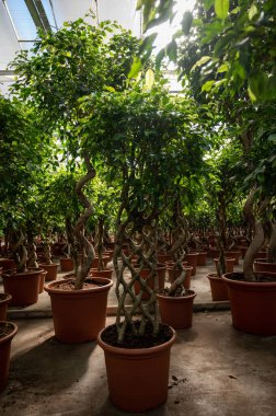 Farklı yeşil tropikal ve egzotik bitki bitkilerinin Westland, Kuzey Hollanda, Hollanda 'daki Glasshouse' da yetiştirilmesi. Flora endüstrisi.