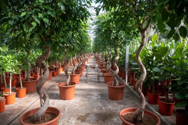 Farklı yeşil tropikal ve egzotik iç palmiyelerin ve Hollanda 'nın kuzeyindeki Westland kentindeki Glasshouse' da bitkilerin yetiştirilmesi. Flora endüstrisi.