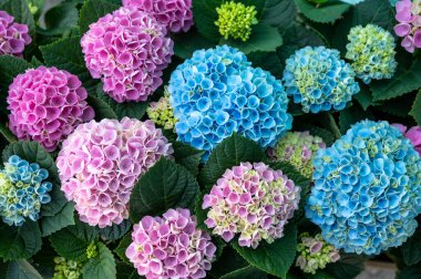 Hydrangea ya da hortensia, Hollanda serasında yetişen süs ya da süs bitkisi olarak yetiştirilen, baharın başından sonbahara kadar çiçek başlıklarında üretilen çiçekler, Hollanda florası