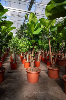 Farklı yeşil tropikal ve egzotik iç palmiyelerin ve Hollanda 'nın kuzeyindeki Westland kentindeki Glasshouse' da bitkilerin yetiştirilmesi. Flora endüstrisi.