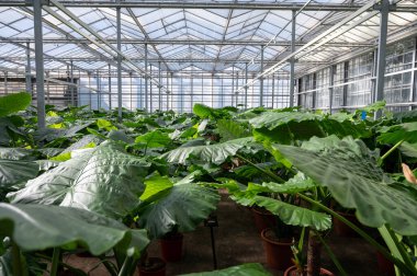 Farklı yeşil tropikal ve egzotik iç palmiyelerin ve Hollanda 'nın kuzeyindeki Westland kentindeki Glasshouse' da bitkilerin yetiştirilmesi. Flora endüstrisi.