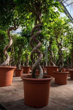 Farklı yeşil tropikal ve egzotik bitki bitkilerinin Westland, Kuzey Hollanda, Hollanda 'daki Glasshouse' da yetiştirilmesi. Flora endüstrisi.