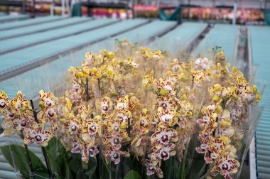 Hollanda 'da UV IR Grow Light ticaret ve dünya çapında ihracat için çiçek açan renkli tropikal bitkilerin, orkide familyası Orchidaceae' nin yetiştirilmesi