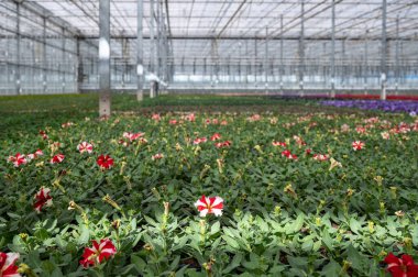 Hollanda 'da yetişen farklı yaz yatak bitkileri, begonya, petunya, genç ve çiçek açan bitkiler, dekoratif veya süs bahçesi bitkilerinin yetiştirilmesi