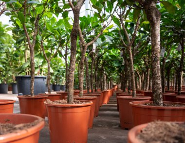 Farklı yeşil tropikal ve egzotik iç palmiyelerin ve Hollanda 'nın kuzeyindeki Westland kentindeki Glasshouse' da bitkilerin yetiştirilmesi. Flora endüstrisi.