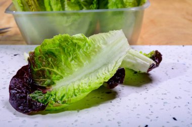 Fresh harvest of Violet romaine or cos lettuce, tasty vegetarian food close up