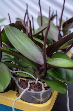 Hollanda 'da ticaret ve dünya çapında ihracat için serada, orkide familyası Orchidaceae' de renkli tropikal bitkilerin yetiştirilmesi, genç bitkiler